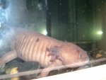 axolotlswollen.jpg