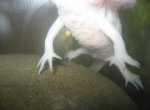 axolotlbumpy.jpg