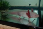 axolotls27dec 006.jpg