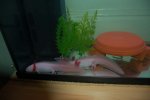 axolotls27dec 019.jpg