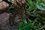 frog6.jpg