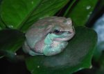 frog8.jpg