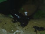 frog9.jpg