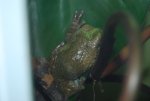 frog10.jpg
