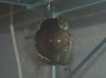 frog 2.jpg