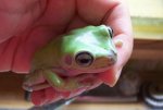 Sm whites tree frog 1.jpg