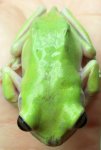 Sm Whites tree frog 4.jpg