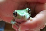 Sm whites tree frog 2.jpg