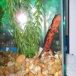 Paddle tail newt1.jpg