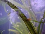 Tank and Newt 029.jpg