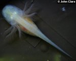 small_larva_b_ddaamm_14_days_top.jpg
