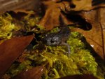 Ambystoma mabeei and or talpoideum 005.jpg