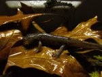 Ambystoma mabeei and or talpoideum 019.jpg