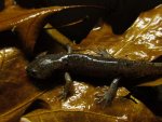 Ambystoma mabeei and or talpoideum 027.jpg