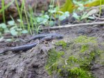 a-slender-salamander-face_23305394191_o.jpg