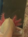 Axie gill.jpg
