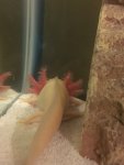 Axie gill2.jpeg