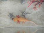 axolotl 2.jpg