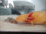 axolotl.jpg