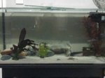 axolotl 3.jpg