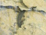 I_alpestris_m1.jpg