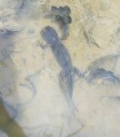 I_alpestris_m2.jpg