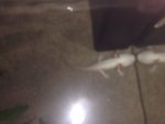 13293155_1231296783555810_1642054354_n.jpg