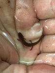 salamander with gills.jpeg