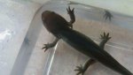 Nearly morphed Ambystoma tigrinum.jpg