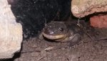 Ambystoma tugrinum adult. 1.jpg