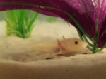 axolotl.png