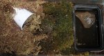 Salamander in Terrarium .jpg