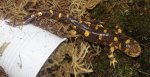 Salamander 1.jpg