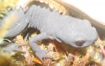 Newt 2.jpg