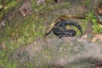 IMG_1530.jpg