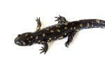 160901_salamander_009R.jpg