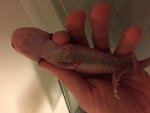IMG_2667.jpg