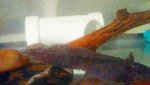 IMG_20161011_060514.jpg