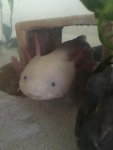 axie.jpg