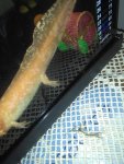 IMG_20161121_164009.jpg
