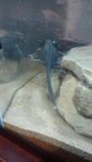 IMG-20161122-WA0001.jpg IMG-20161122-WA0001.jpg