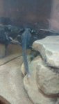 IMG-20161122-WA0000.jpg IMG-20161122-WA0000.jpg