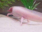 casper sick.jpg