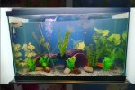 Axolotl Setup.jpg