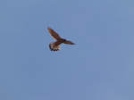 Capture.PNGEurasiankestrel1.PNG