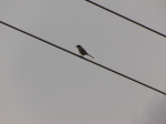 Capture.PNGSoutherngrayshrike1.PNG