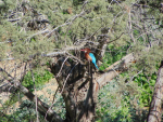 Capture.PNGWhitethroatedkingfisher1.PNG