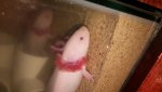 Lotl.jpg