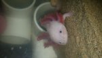 lotl2.jpg