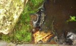 Tiger salamander4.jpg